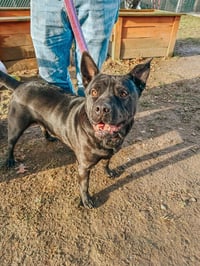 Bruno aka Mr. WooWoo - Photo 1