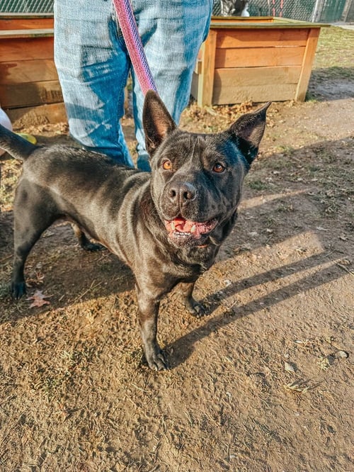 BRUNO AKA MR. WOOWOO - Shar Pei available for adoption