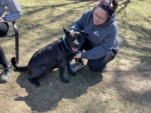 BRUNO AKA MR. WOOWOO - Shar Pei available for adoption