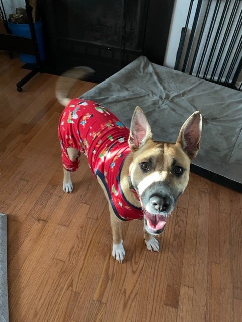 MURPHY 2 - American Staffordshire Terrier / Shepherd available for adoption