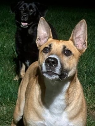 MURPHY 2 - American Staffordshire Terrier / Shepherd available for adoption