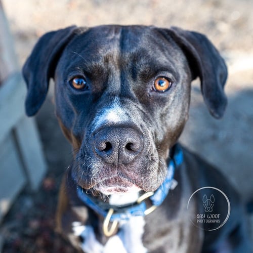 AC - KAI - American Pit Bull Terrier / American Staffordshire Terrier available for adoption