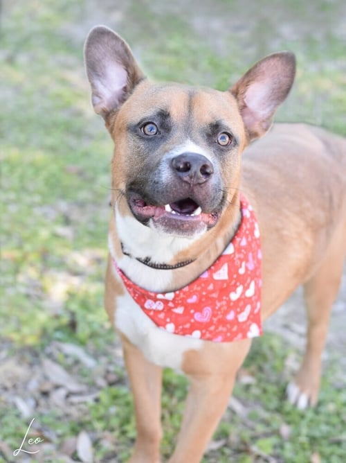 LEO - Labrador Retriever / Pit Bull Terrier available for adoption