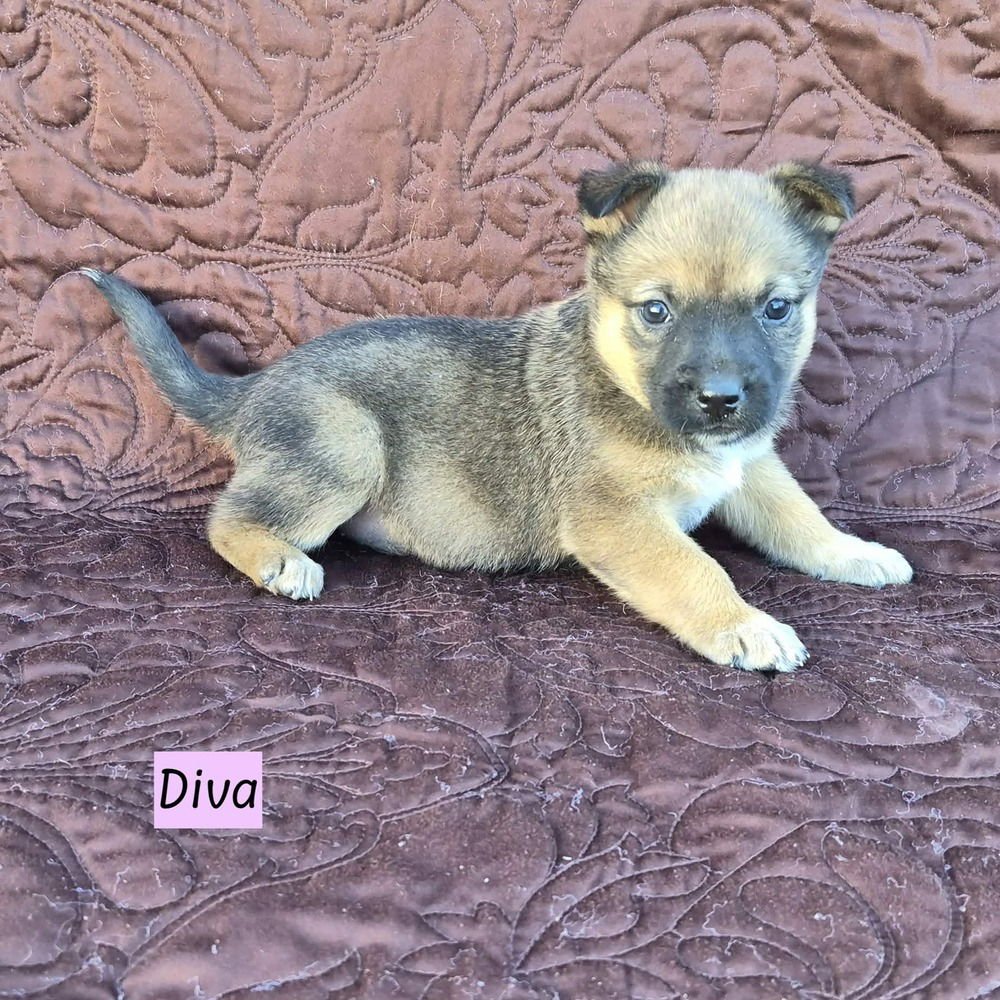 DIVA (DARCY'S LITTER) - Australian Cattle Dog/Blue Heeler / Shepherd available for adoption
