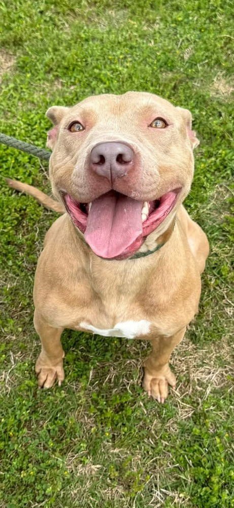 EMILY THE EFFERVESCENT - American Staffordshire Terrier / Staffordshire Bull Terrier available for adoption