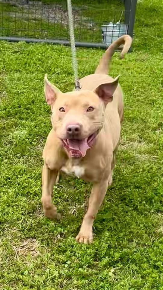 EMILY THE EFFERVESCENT - American Staffordshire Terrier / Staffordshire Bull Terrier available for adoption