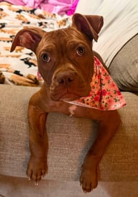 Penny the Perfect - Photo 2