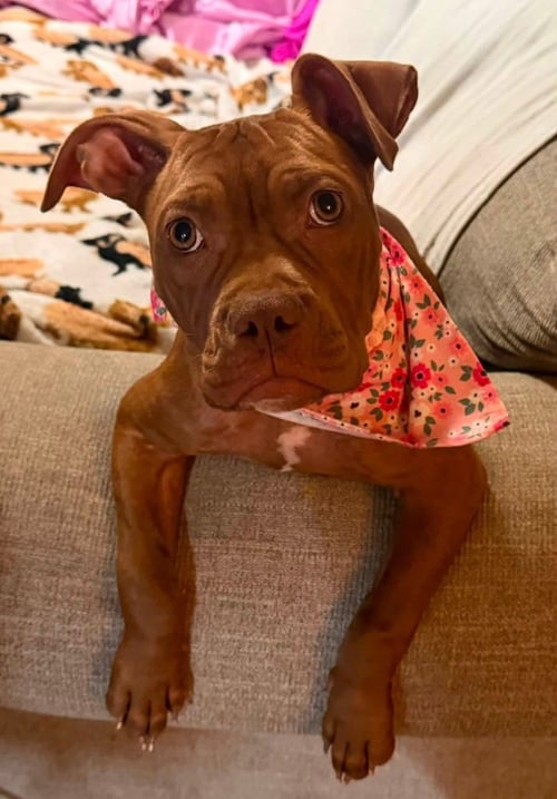 PENNY THE PERFECT - Pit Bull Terrier available for adoption