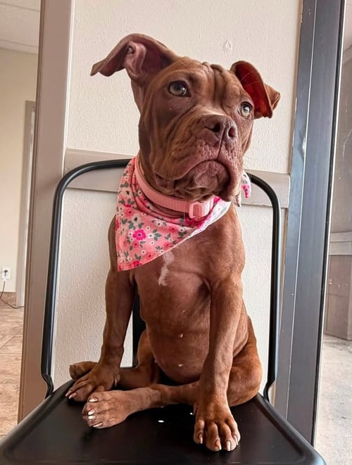 PENNY THE PERFECT - Pit Bull Terrier available for adoption