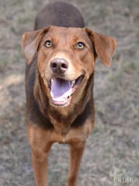 Briar (Momma) - Photo 3