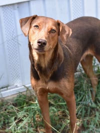 Briar (Momma) - Photo 2