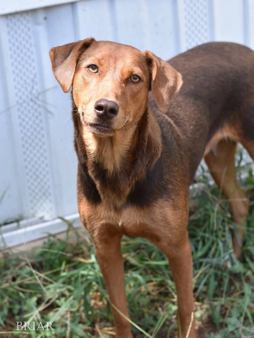 BRIAR (MOMMA) - Doberman Pinscher available for adoption