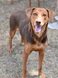 Briar (Momma) - Photo 1