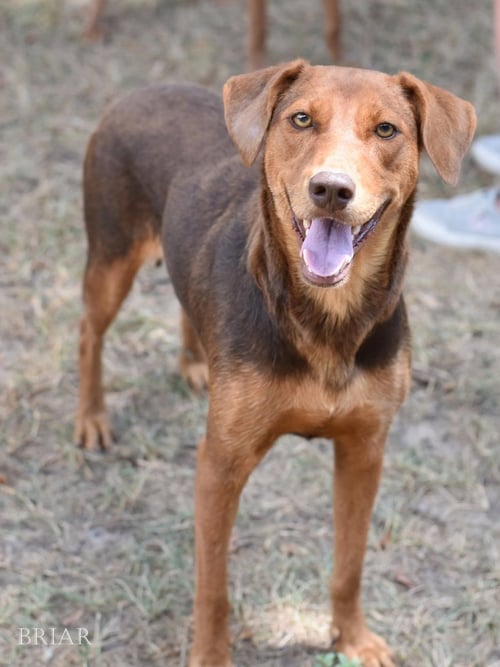 BRIAR (MOMMA) - Doberman Pinscher available for adoption