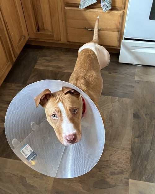 REYNA - American Pit Bull Terrier / Labrador Retriever available for adoption