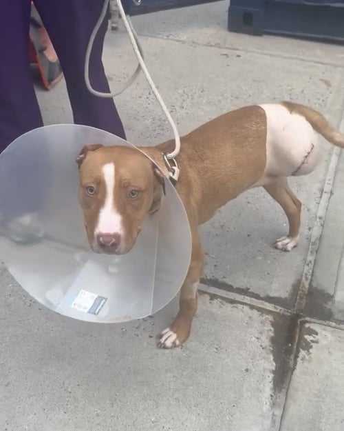 REYNA - American Pit Bull Terrier / Labrador Retriever available for adoption