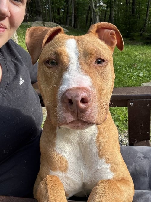 REYNA - American Pit Bull Terrier / American Staffordshire Terrier available for adoption