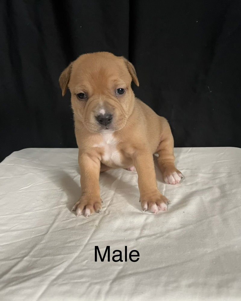 MAURICE (NORMA'S PUPS) - American Staffordshire Terrier / American Pit Bull Terrier available for adoption