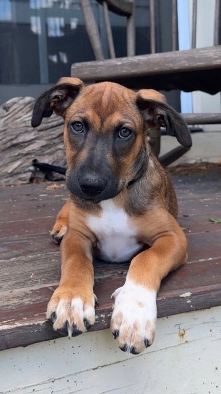 Bergamot (TN B Litter) Image