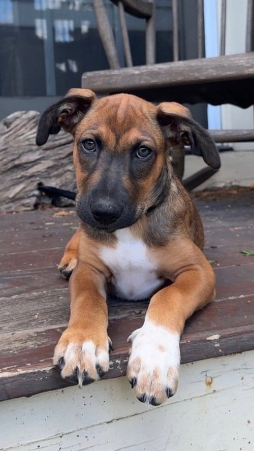 BERGAMOT (TN B LITTER) - Labrador Retriever available for adoption