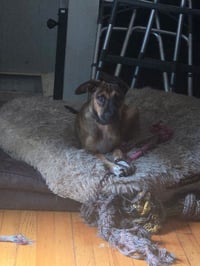 Bergamot (TN B Litter) - Photo 2