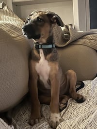 Bergamot (TN B Litter) - Photo 4