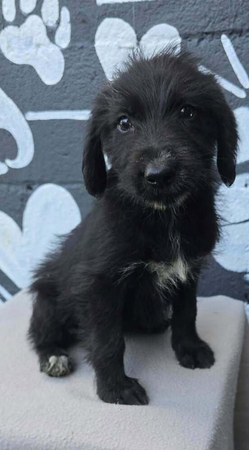 BROOKE (B SQUAD) - Labrador Retriever available for adoption