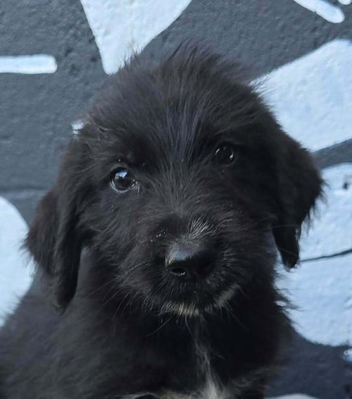 BROOKE (B SQUAD) - Labrador Retriever available for adoption