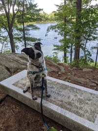 Pepper (NY) - Photo 2