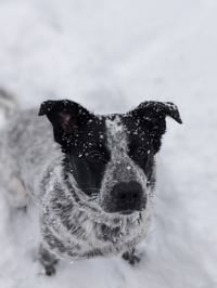 Pepper (NY) - Photo 3