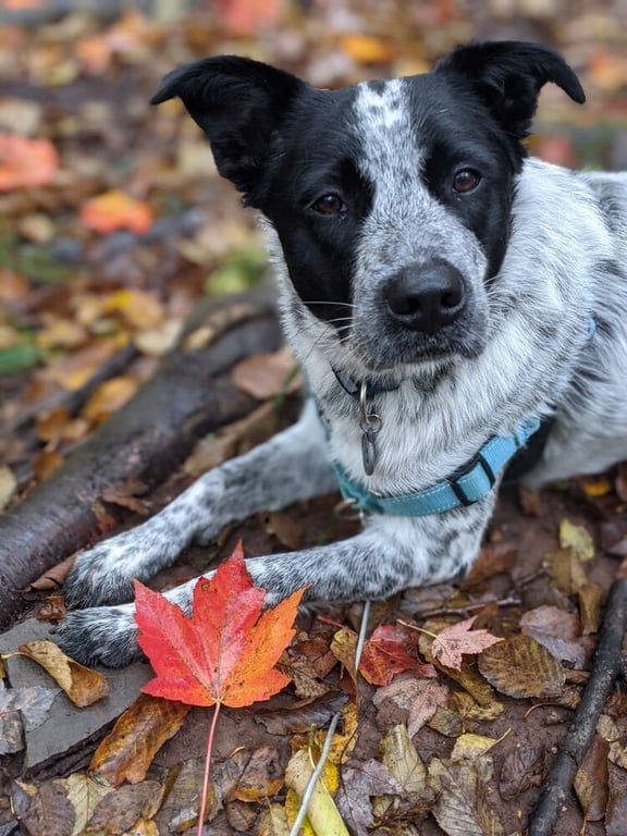Pepper (NY) Image