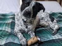 Pepper (NY) - Photo 4