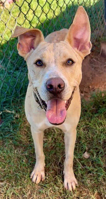AC - FROSTY PUFF - Labrador Retriever / Pit Bull Terrier available for adoption