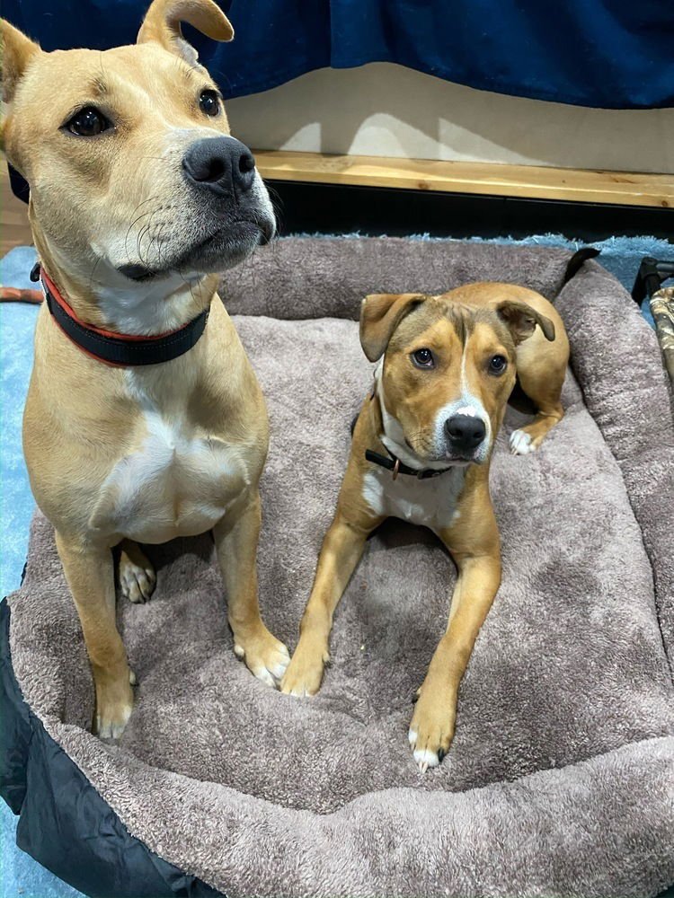 AC - SADIE - American Staffordshire Terrier available for adoption