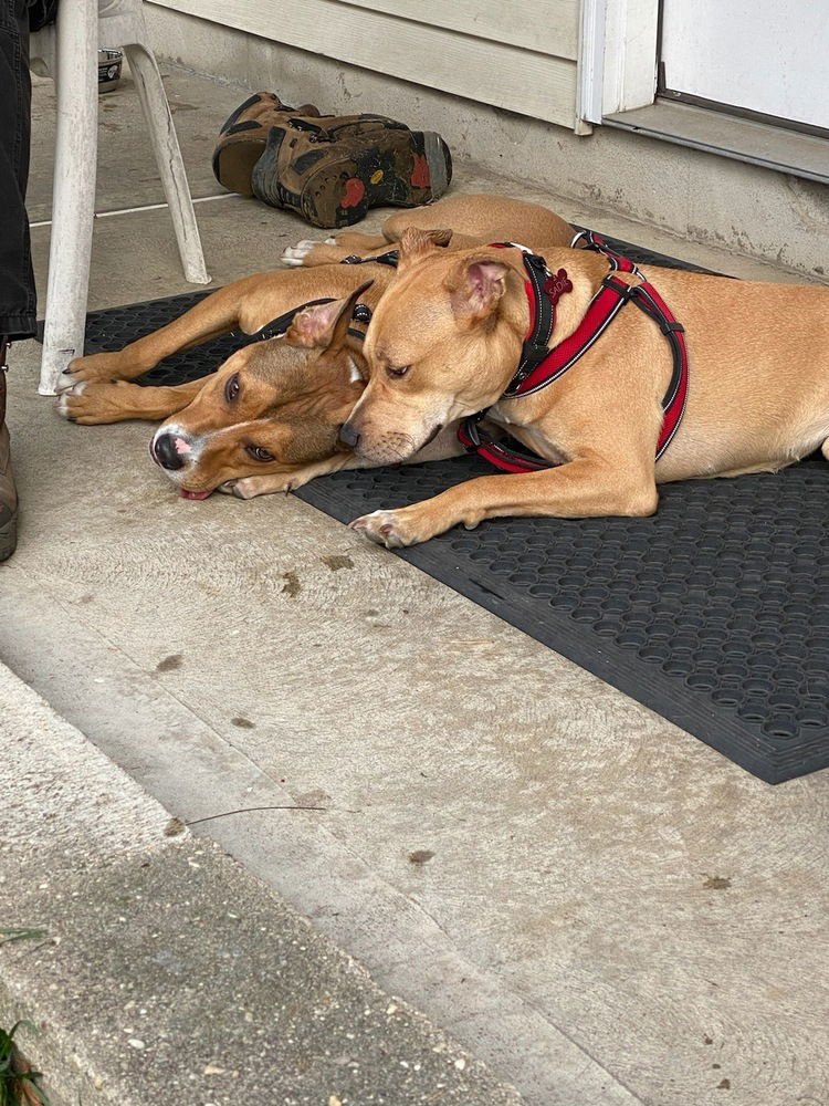 AC - SADIE - American Staffordshire Terrier available for adoption