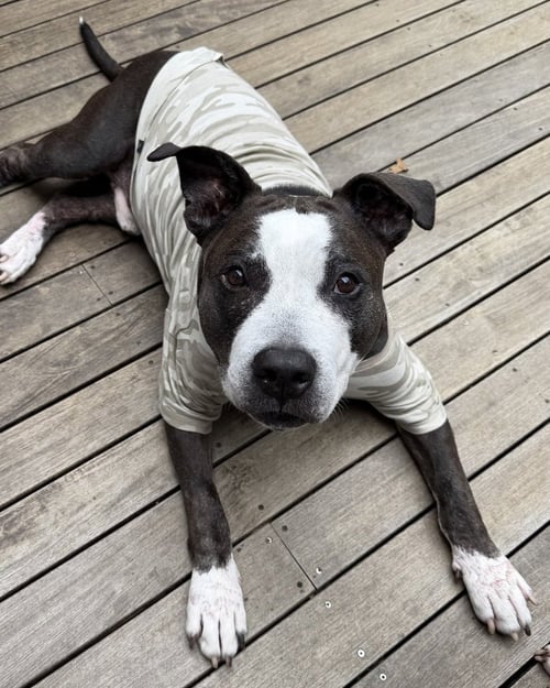 KING (FROM NYC) - American Pit Bull Terrier / Staffordshire Bull Terrier available for adoption