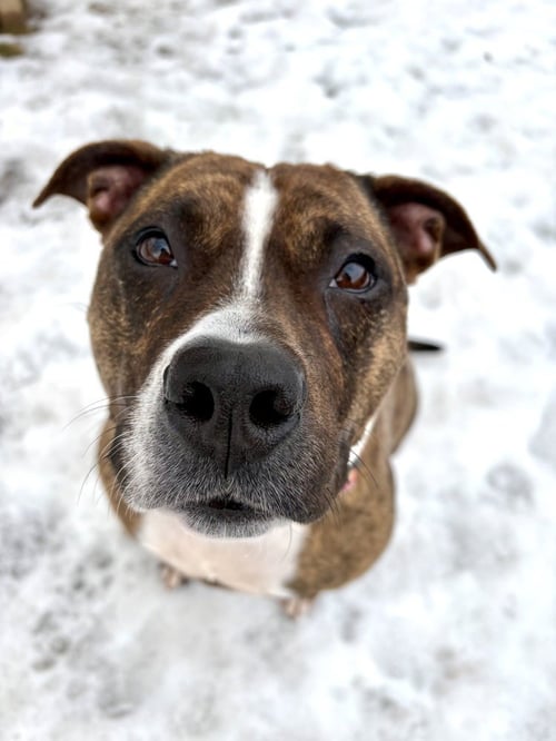 SAGE - American Staffordshire Terrier / Boxer available for adoption