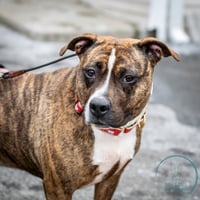 Sage - Photo 1