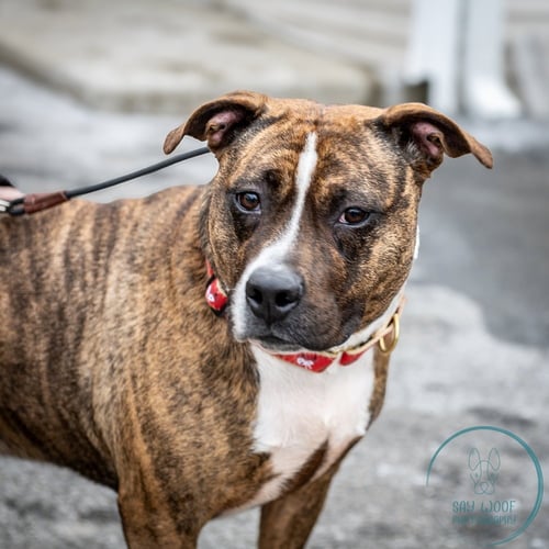SAGE - American Staffordshire Terrier / Boxer available for adoption