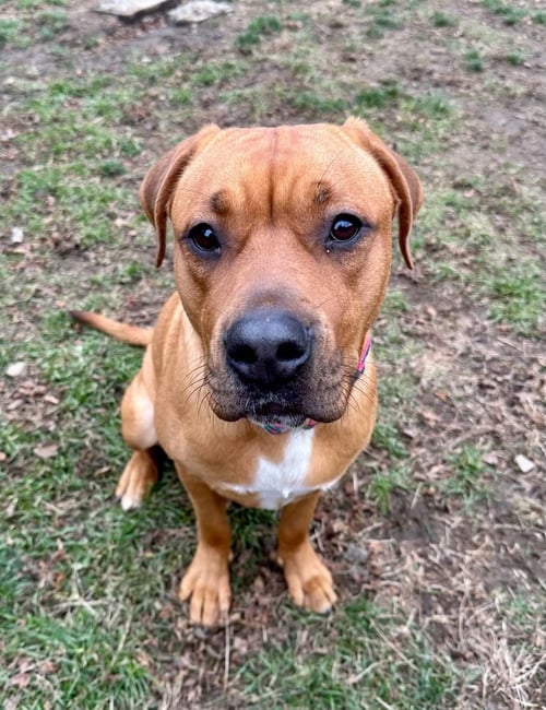 IVY (FROM NYC) - American Staffordshire Terrier / Terrier available for adoption