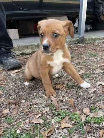 HONEY (HONEYBEE LITTER) - Labrador Retriever / Terrier available for adoption