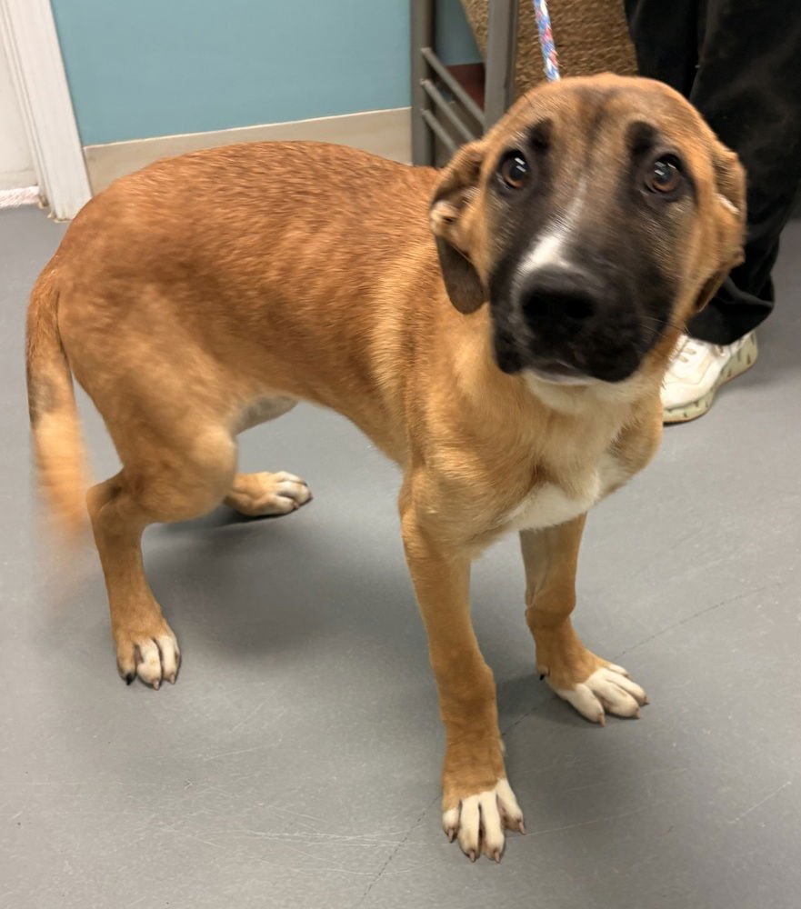 BRAXTON - German Shepherd Dog available for adoption