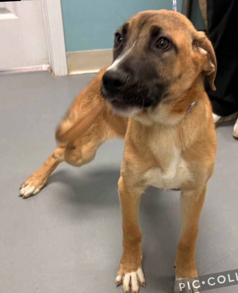 BRAXTON - German Shepherd Dog available for adoption