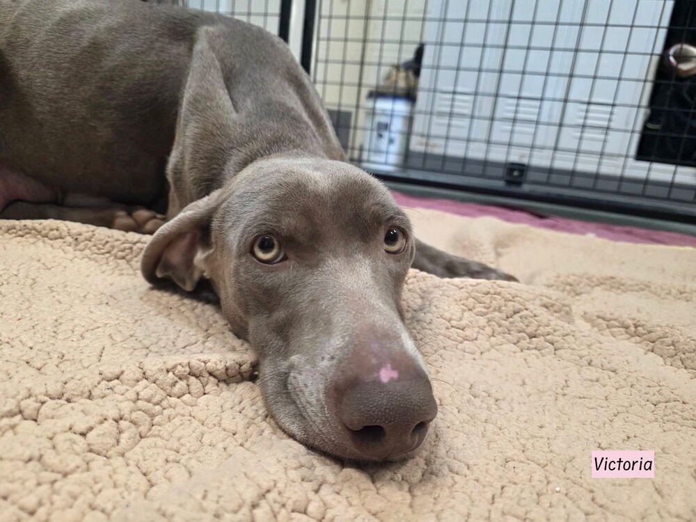 MAXINE (THE PITT MOMMA) - Weimaraner available for adoption
