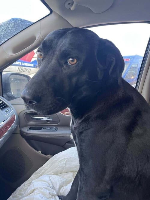 LUCY (MAMA) - Labrador Retriever / Terrier available for adoption