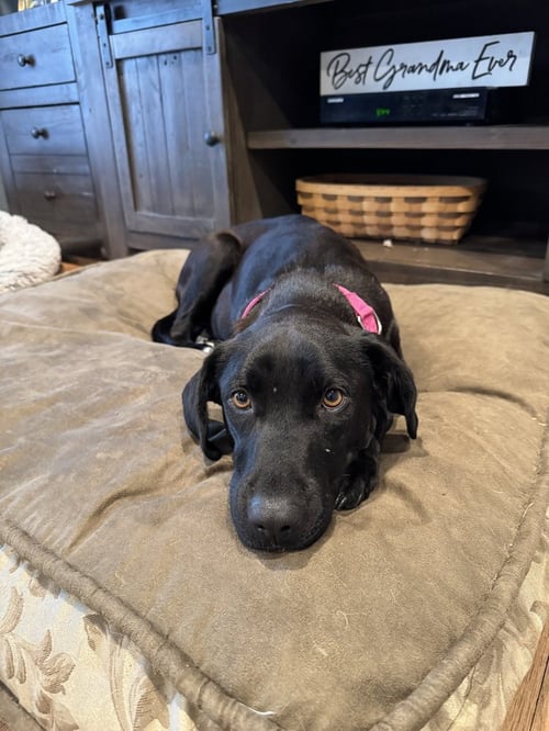 LUCY (MAMA) - Labrador Retriever / Terrier available for adoption