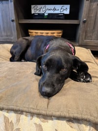 Lucy (Mama) - Photo 3