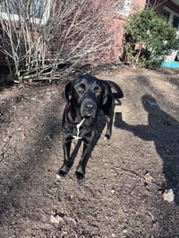 Lucy (Mama) - Photo 4