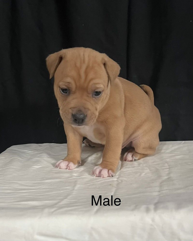 MUMBLES (NORMA'S PUPS) - American Staffordshire Terrier / American Pit Bull Terrier available for adoption