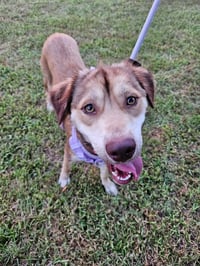 Daisy (Cleveland Mama) - Photo 2